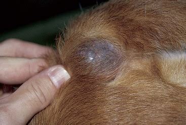 dog cornifying epitheliomas|Epidermal and Hair Follicle Tumors in Animals